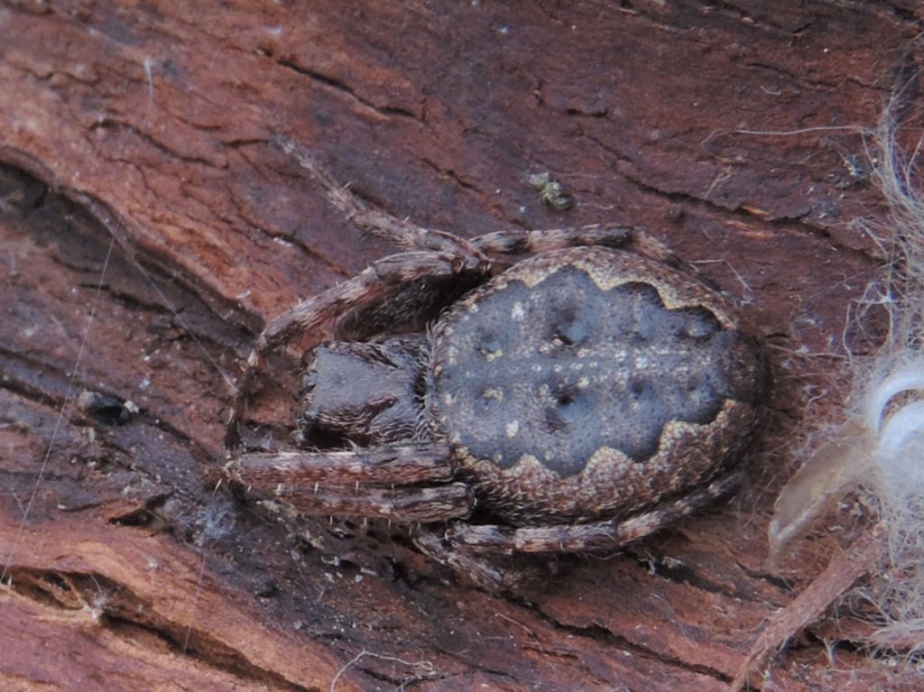 Nuctenea umbratica - Falconara (AN)